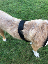 Load image into Gallery viewer, Hound Armoore Style Hunting Valcro Collar - Standard Fire-Hose