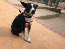 Load image into Gallery viewer, Hound Armoore Style Hunting Kelpie/Collie Collar or Shoulder Pads